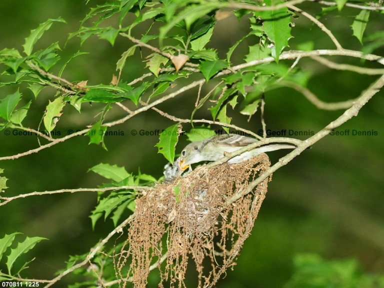 ACFL-FW_Acadian-Flycatcher