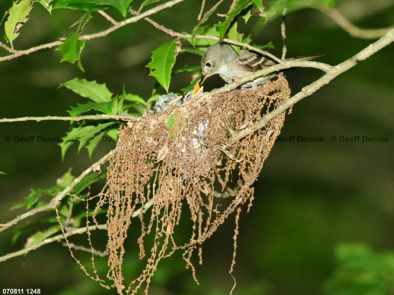 ACFL-FX_Acadian-Flycatcher