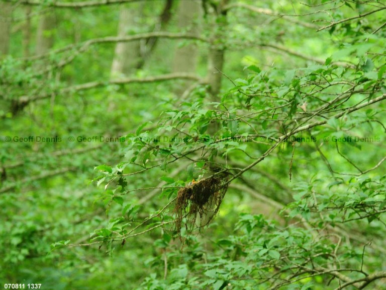ACFL-FY_Acadian-Flycatcher