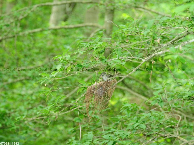 ACFL-FZ_Acadian-Flycatcher