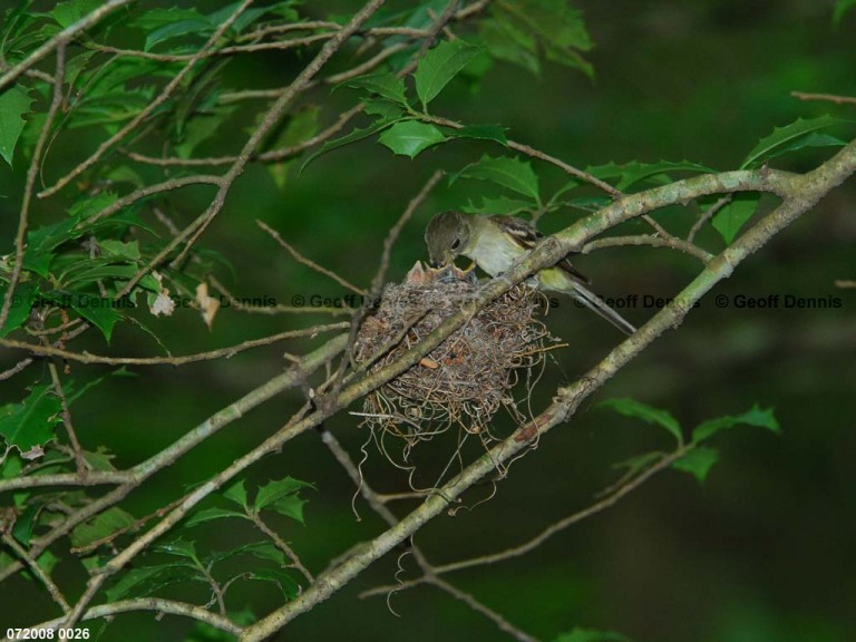 ACFL-GB_Acadian-Flycatcher