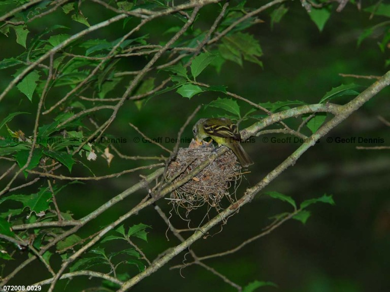 ACFL-GC_Acadian-Flycatcher