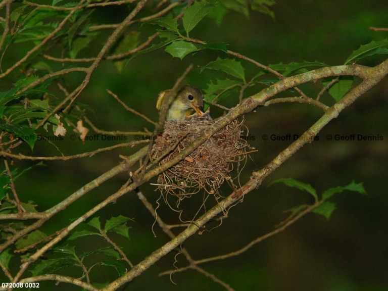 ACFL-GD_Acadian-Flycatcher