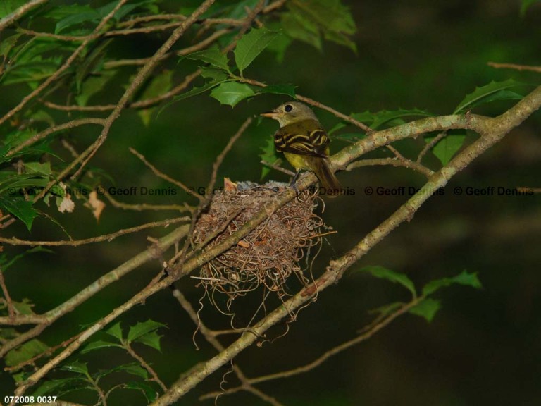 ACFL-GE_Acadian-Flycatcher