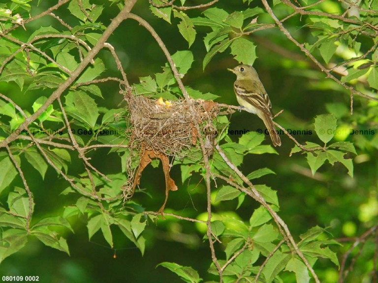 ACFL-GF_Acadian-Flycatcher