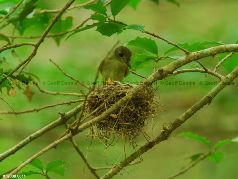 ACFL-GG_Acadian-Flycatcher