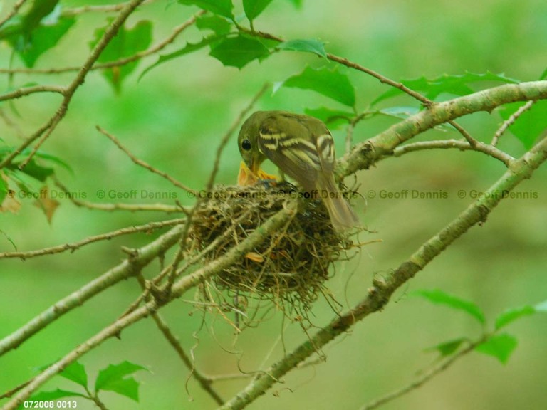 ACFL-GH_Acadian-Flycatcher