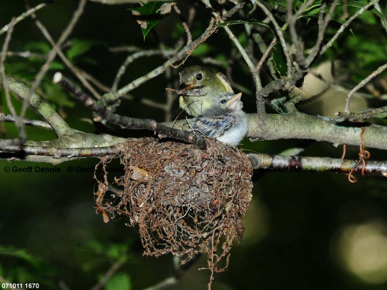 ACFL-GI_Acadian-Flycatcher
