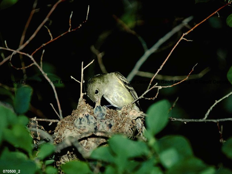 ACFL-GJ_Acadian-Flycatcher