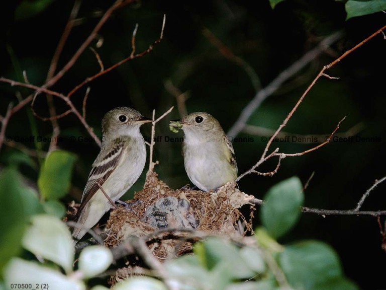 ACFL-GK_Acadian-Flycatcher
