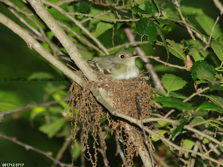 ACFL-GL_Acadian-Flycatcher