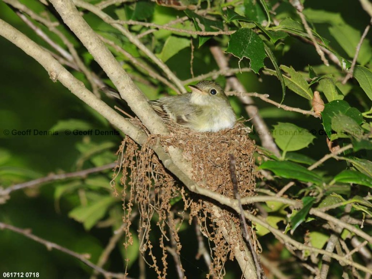 ACFL-GM_Acadian-Flycatcher