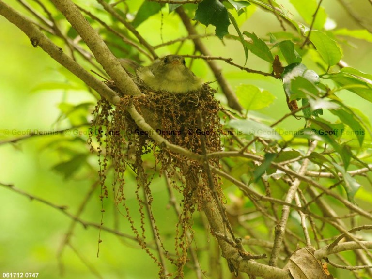ACFL-GN_Acadian-Flycatcher
