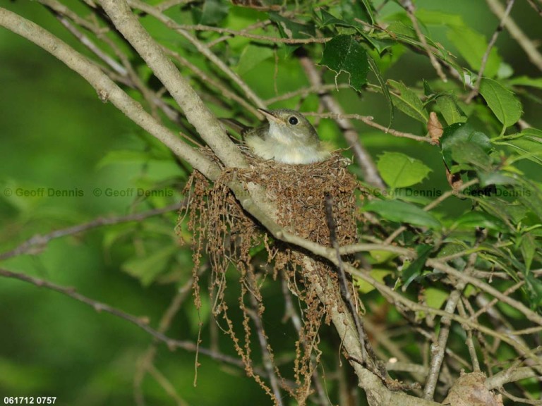 ACFL-GO_Acadian-Flycatcher