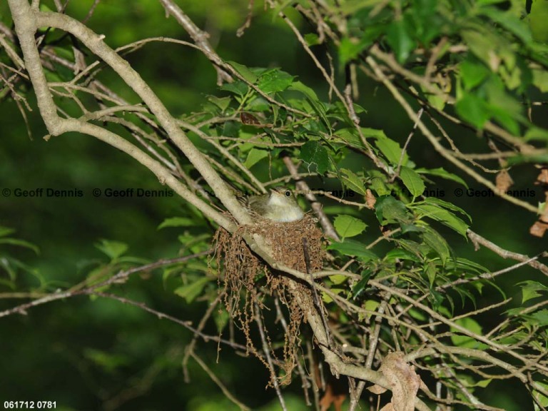 ACFL-GP_Acadian-Flycatcher