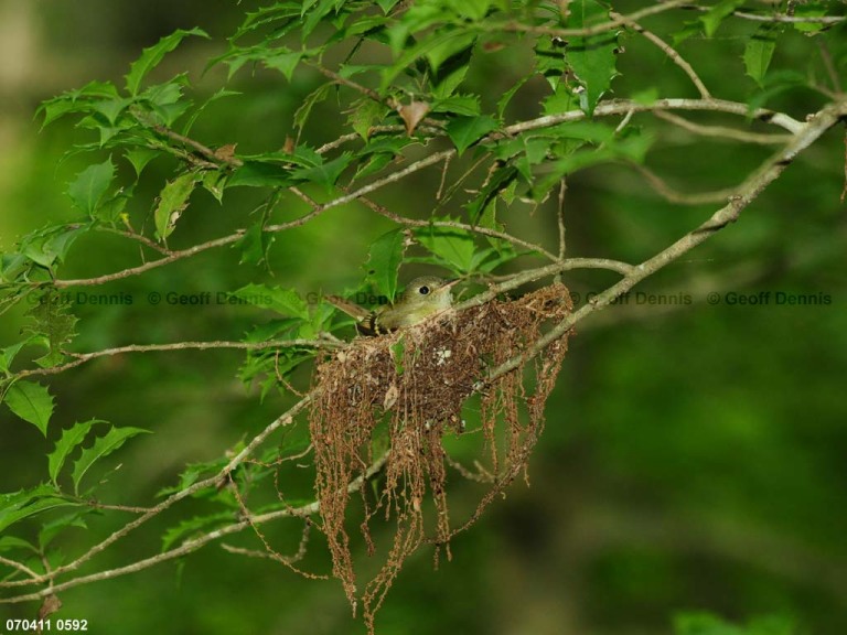 ACFL-GQ_Acadian-Flycatcher