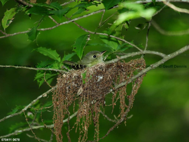 ACFL-GR_Acadian-Flycatcher