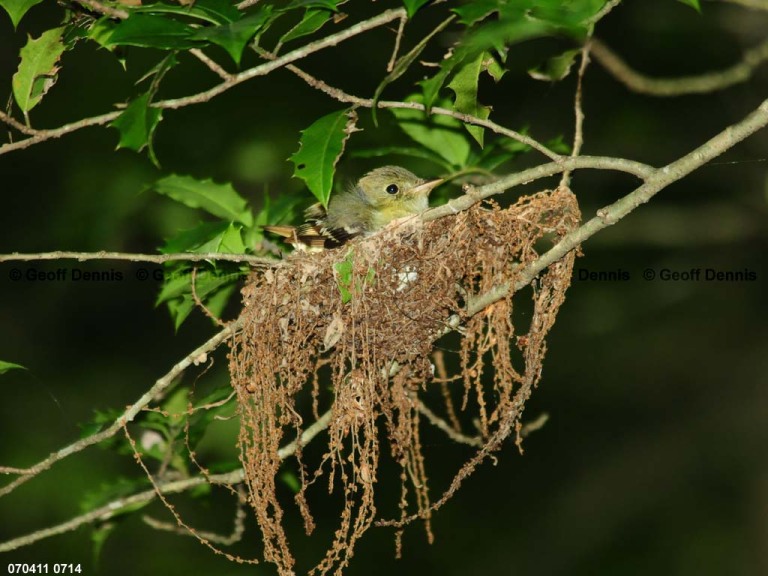 ACFL-GS_Acadian-Flycatcher