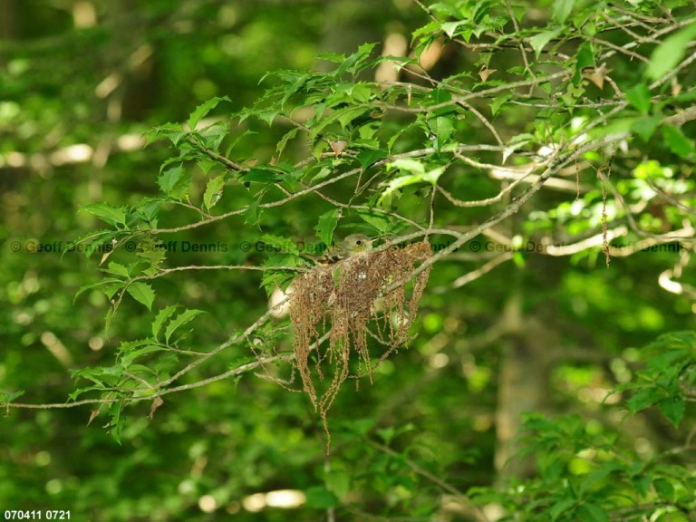 ACFL-GT_Acadian-Flycatcher