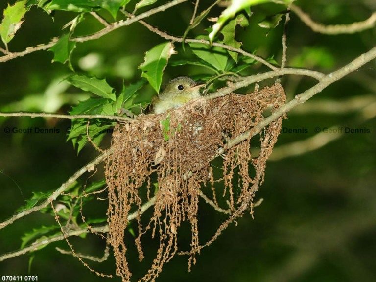 ACFL-GU_Acadian-Flycatcher
