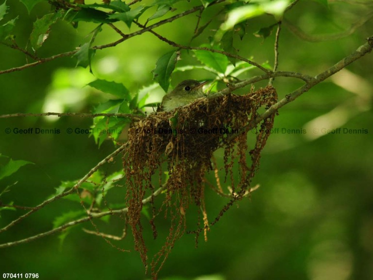 ACFL-GV_Acadian-Flycatcher