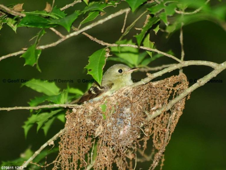 ACFL-GW_Acadian-Flycatcher