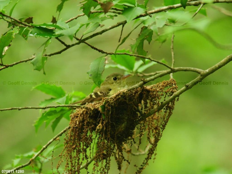 ACFL-GX_Acadian-Flycatcher