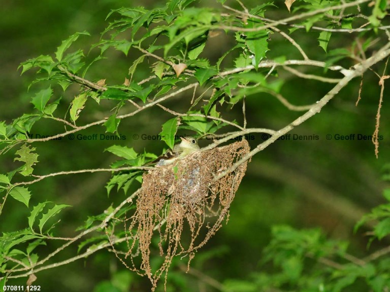 ACFL-GY_Acadian-Flycatcher