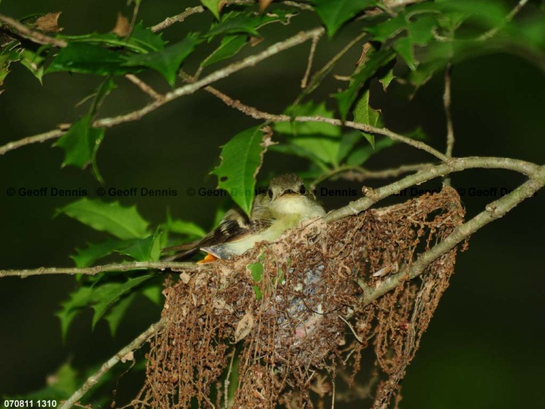 ACFL-GZ_Acadian-Flycatcher