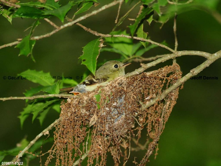 ACFL-HA_Acadian-Flycatcher