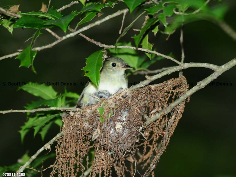 ACFL-HB_Acadian-Flycatcher