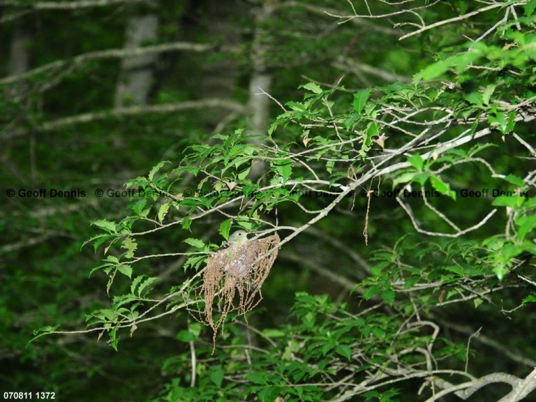 ACFL-HC_Acadian-Flycatcher