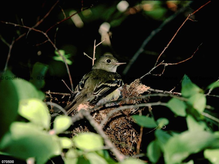 ACFL-HD_Acadian-Flycatcher