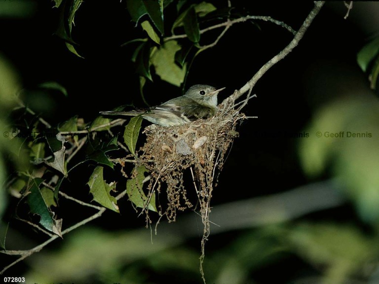 ACFL-HE_Acadian-Flycatcher