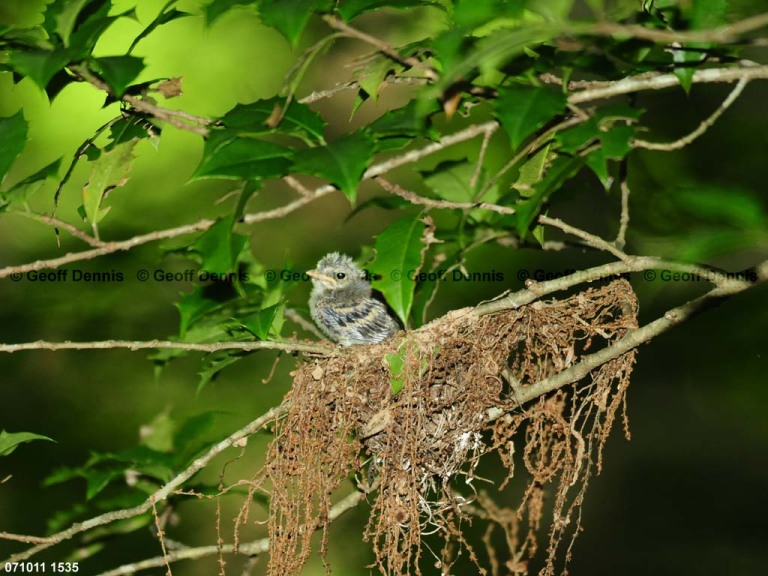 ACFL-HI_Acadian-Flycatcher
