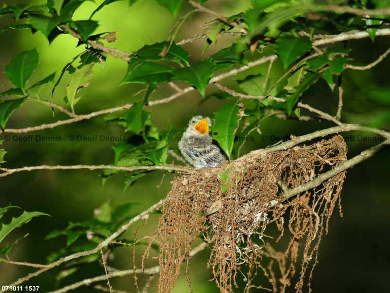 ACFL-HJ_Acadian-Flycatcher