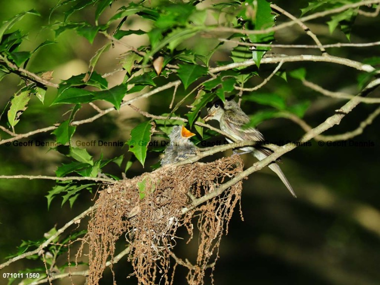 ACFL-HK_Acadian-Flycatcher