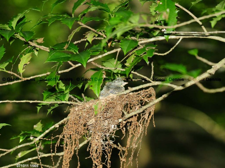 ACFL-HL_Acadian-Flycatcher