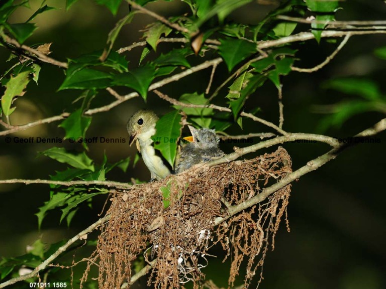 ACFL-HM_Acadian-Flycatcher