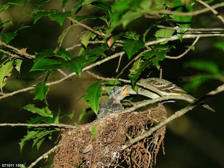 ACFL-HN_Acadian-Flycatcher