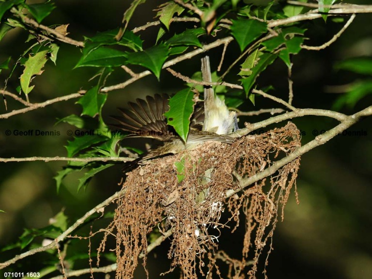 ACFL-HO_Acadian-Flycatcher