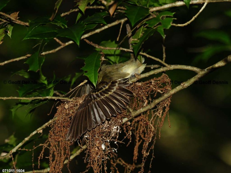 ACFL-HP_Acadian-Flycatcher