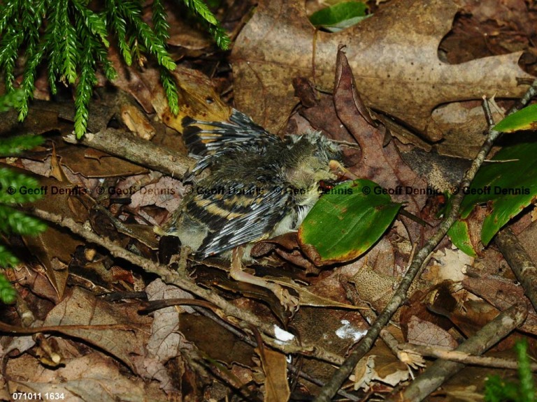 ACFL-HQ_Acadian-Flycatcher
