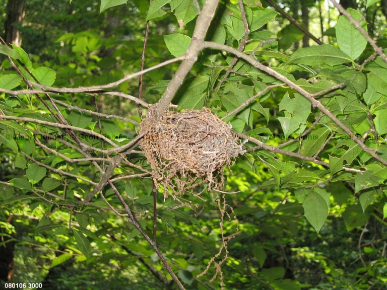 ACFL-HR_Acadian-Flycatcher
