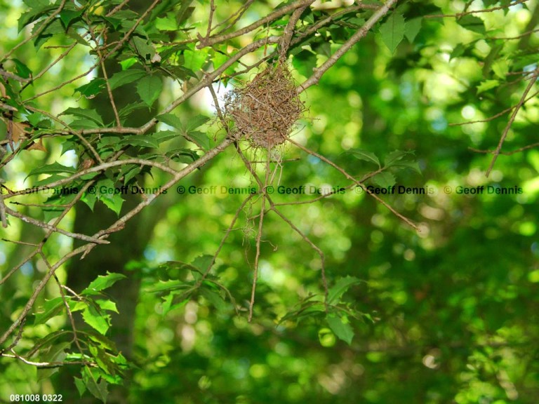 ACFL-HS_Acadian-Flycatcher