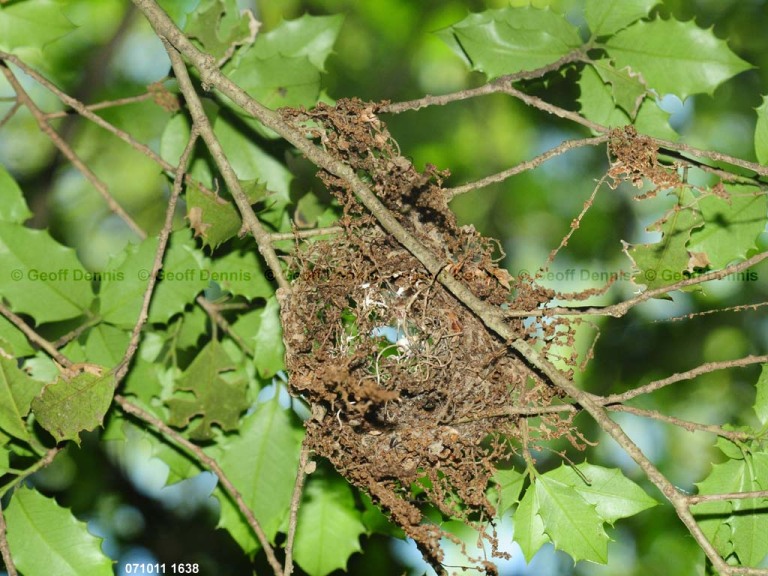 ACFL-HT_Acadian-Flycatcher