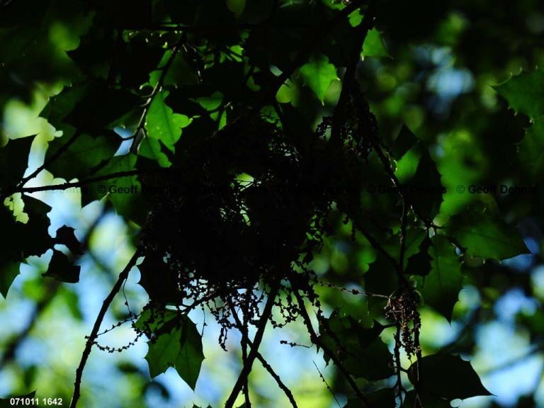 ACFL-HU_Acadian-Flycatcher