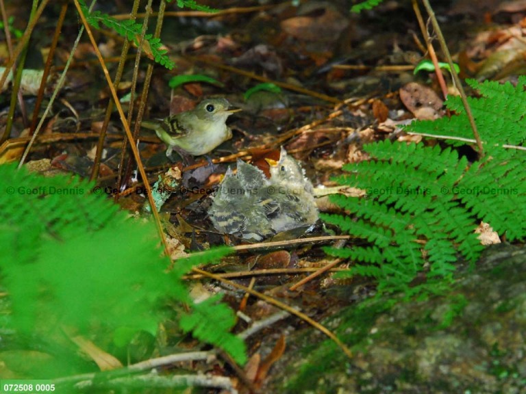 ACFL-HV_Acadian-Flycatcher
