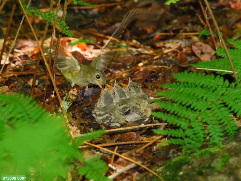 ACFL-HW_Acadian-Flycatcher