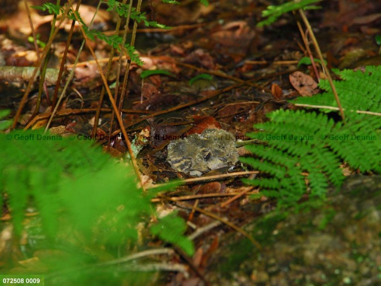 ACFL-HX_Acadian-Flycatcher